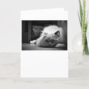 Jours lents, carte