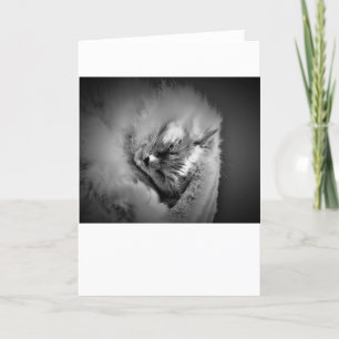 Jours lents, carte