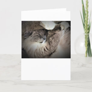 Jours lents, carte