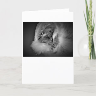 Jours lents, carte