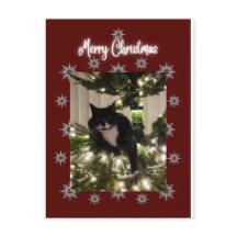 Joyeuse carte de Noël avec Tuxedo cat sur mon arbr