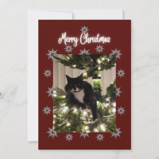 Joyeuse carte de Noël avec Tuxedo cat sur mon arbr