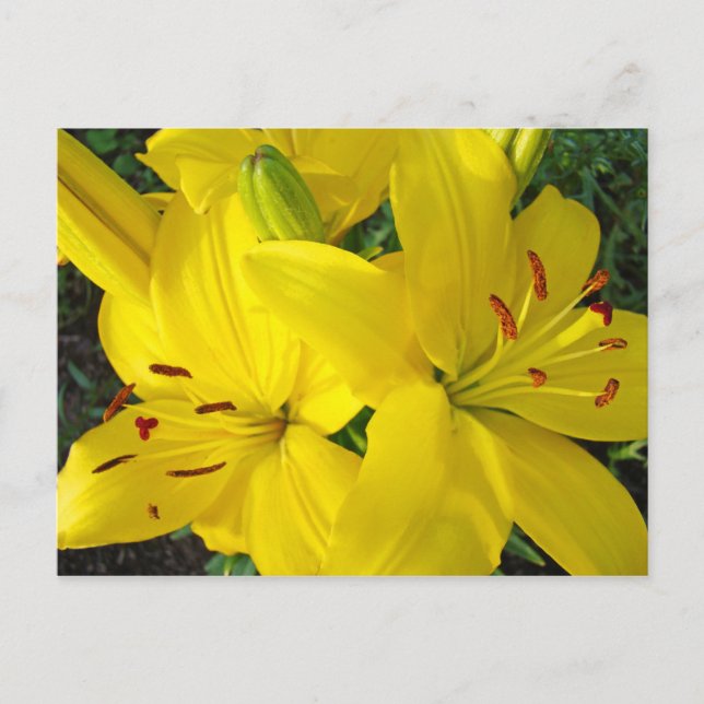 Joyeuses Fêtes ! Cartes postales Fleurs de Lys Jau (Devant)