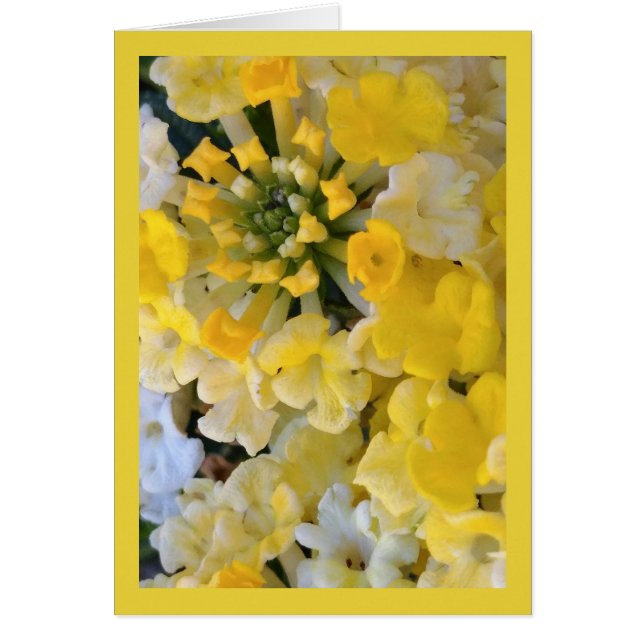 Joyeuses fleurs jaunes - Chanson de Sol. 6:1 Salut (Devant)