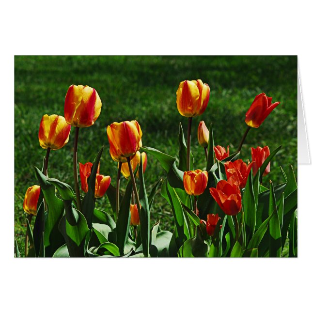 Joyeuses tulipes (Devant horizontal)