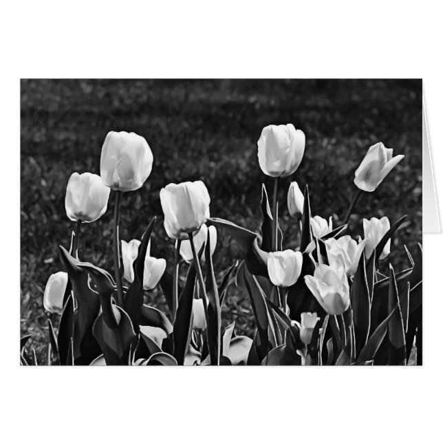 Joyeuses Tulipes noir et blanc (Devant horizontal)