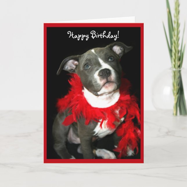 Joyeux Anniversaire bleu Pitbull Puppy carte de vo (Devant)