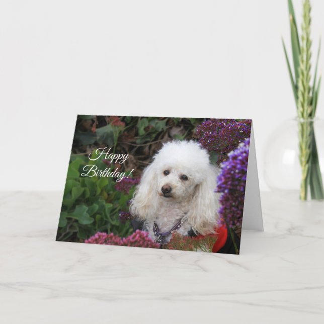 Joyeux Anniversaire Carte chien de caniche (Devant)