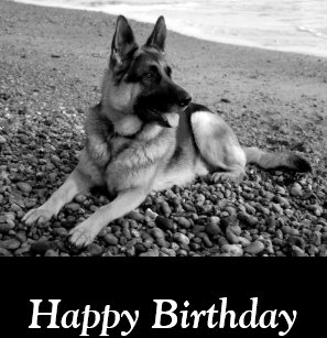 Cartes Berger Allemand D Anniversaire Zazzle Fr Cartes Berger Allemand D Anniversaire Zazzle Fr