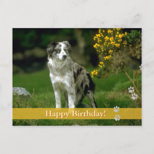 Joyeux anniversaire ! - carte postale chien