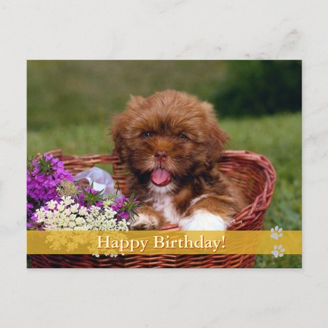 Joyeux anniversaire ! - carte postale chien (Devant)