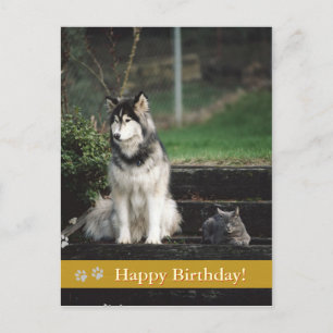 Joyeux anniversaire ! - carte postale chien & chat