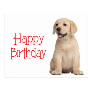 Cartes postales Anniversaire  Jaune Labrador  originales 