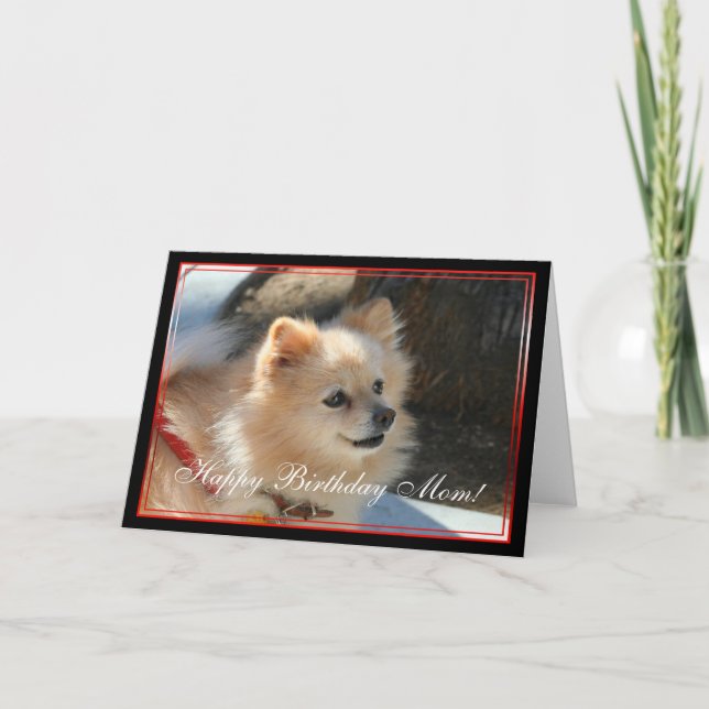 Joyeux anniversaire Maman Pomeranian carte de voeu (Devant)