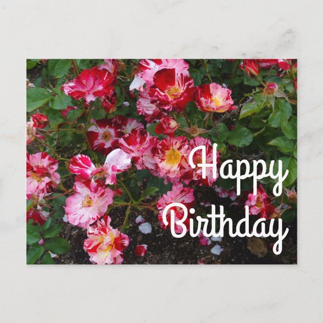 Joyeux Anniversaire Quart de Juillet Rose #1 Carte (Devant)