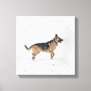 Joyeux Berger Allemand Secouru Chien En Toile De N