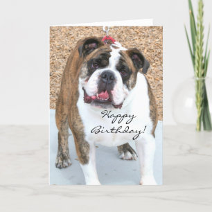 Joyeux Birthday English Bulldog carte de voeux