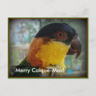 Joyeux Caïque-MAS ! Carte postale