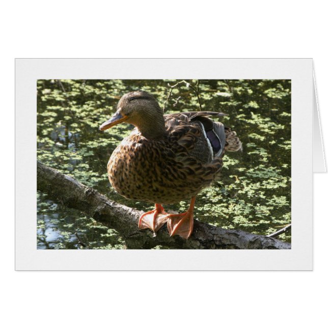 Joyeux Canard (Large Bordé) (Devant horizontal)