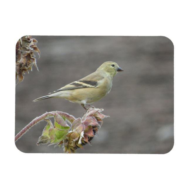 Joyeux Goldfinch et Sunflower Magnet (Horizontal)