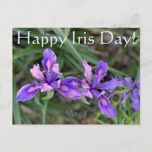 Joyeux Iris Day ! Carte postale (Devant)
