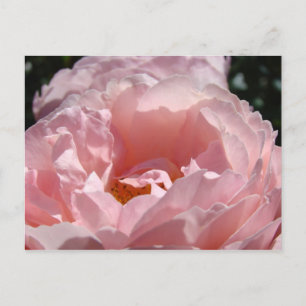 Joyeux Noël ! Cartes postales Fleurs Rose Rose