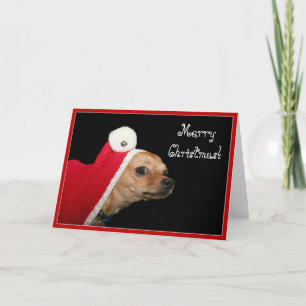 Joyeux Noël Chihuahua carte de voeux
