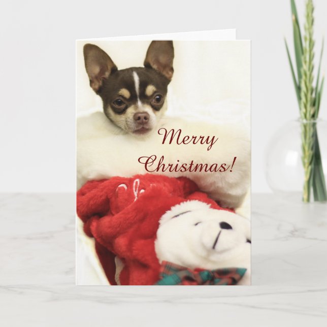 Joyeux Noël Chihuahua carte de voeux (Devant)
