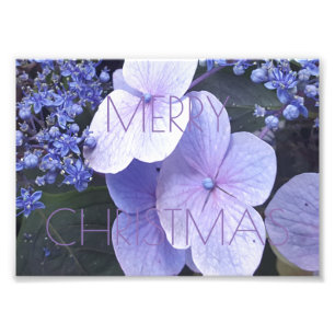 Joyeux Noël Floral Fleurs violettes Photographie