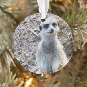Joyeux Petit Meerkat,
