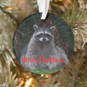 Joyeux raton laveur de la forêt de Noël