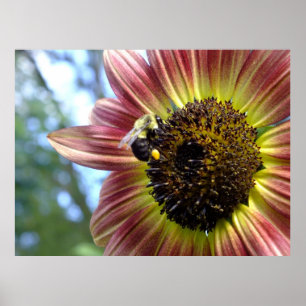 Joyeux Tournesol Rouge N Bee Poster
