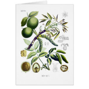 Juglans regia (noix)