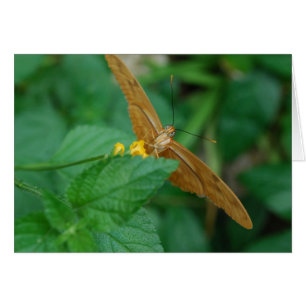 Julia Butterfly