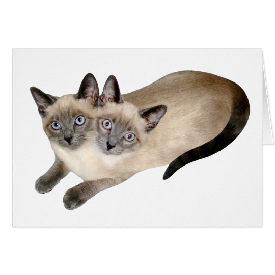 Jumeaux De Chat Siamois Zazzle Fr