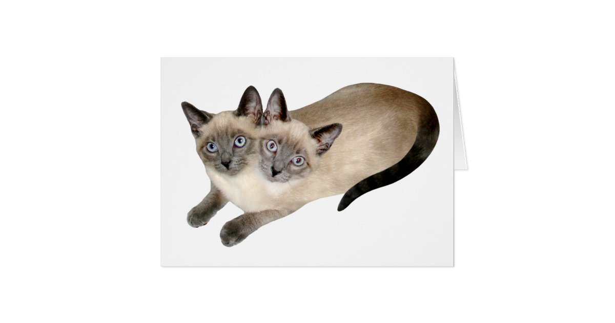 Jumeaux De Chat Siamois Zazzle Fr