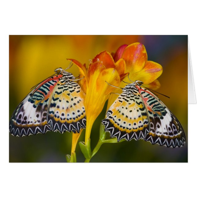 Jumeaux de papillons tropicaux (Devant horizontal)