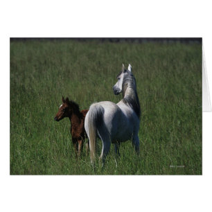 Jument et poulain arabes