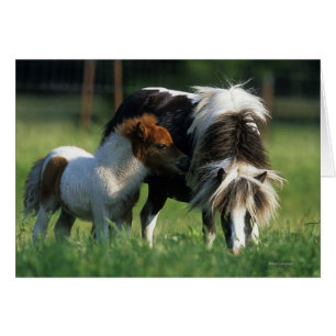 Jument et poulains miniatures 2