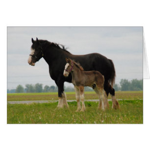 jument et pouliche de clydesdale