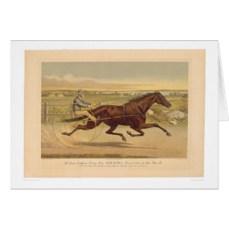 Jument grande Sunol (0652A) de trot de la