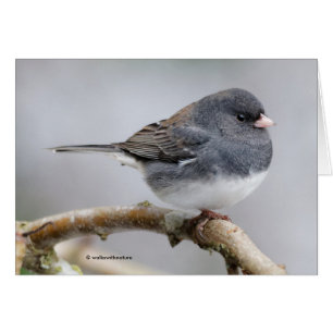Junco à ardoise foncée sur l'arbre à poires
