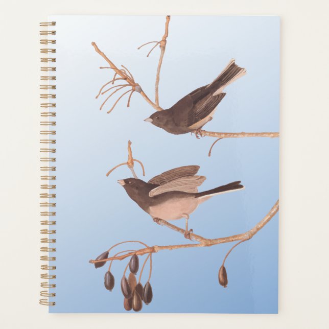 Junco Audubon, à l'oeil foncé, Oiseaux de neige su (Devant)