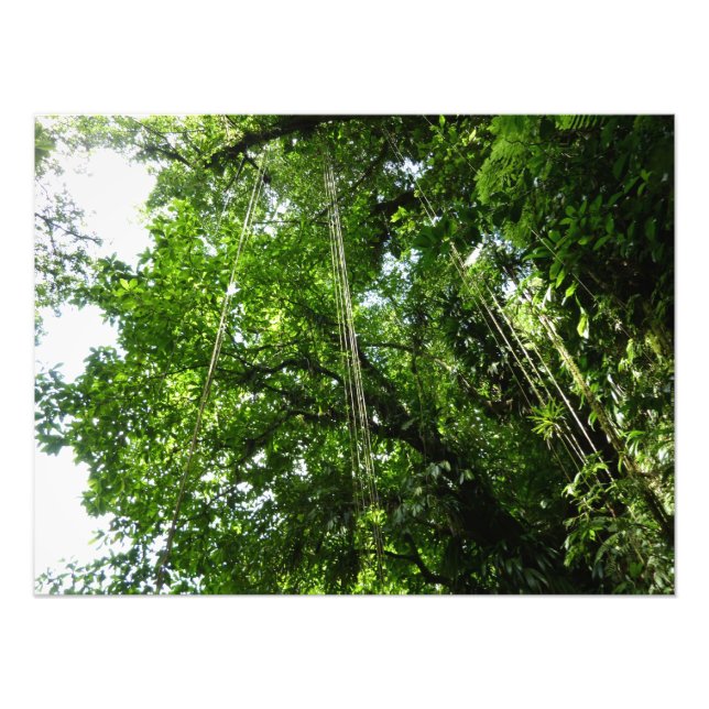 Jungle Ropes Rainforest Photographie (Devant)