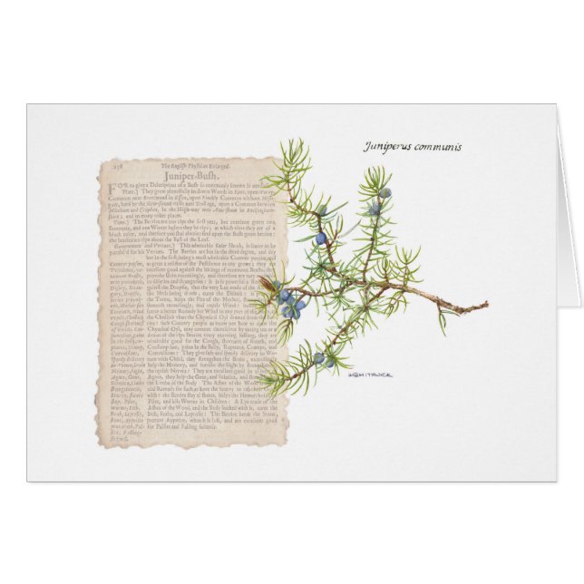 Juniper avec une description historique de ses uti (Devant horizontal)