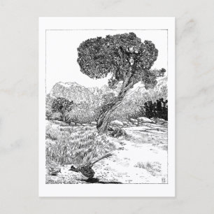 Juniper Valley Wilderness - Carte postale