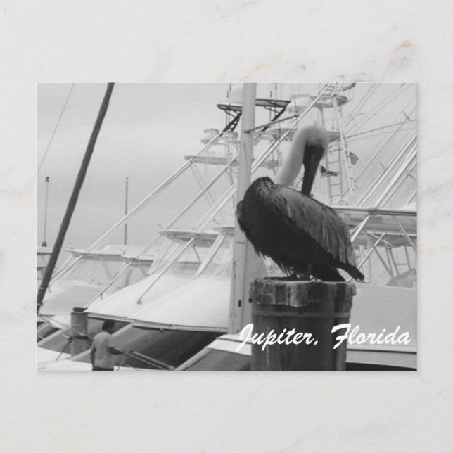 Jupiter, Floride Pélican photo carte postale (Devant)