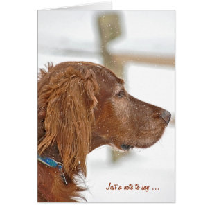Juste une note Irish Setter