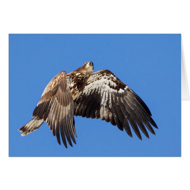 Juvenile Bald Eagle In Flight (Devant horizontal)