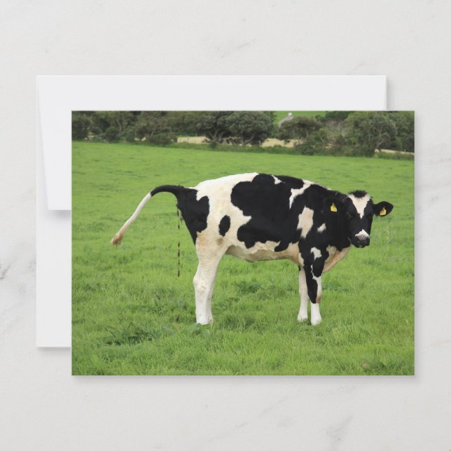 kackende Kuh (Devant)